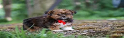 Shorkie dogs for sale: Frisky - Ad 3