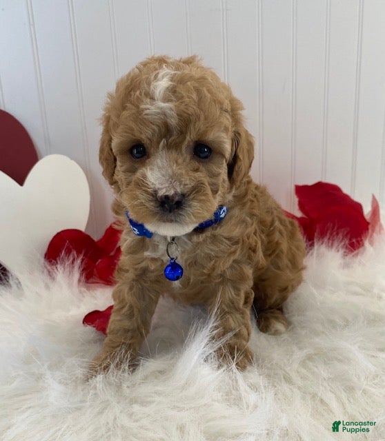 Toy Poodle dogs Frisco - Ad 30