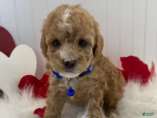 Toy Poodle dogs Frisco - Ad 30