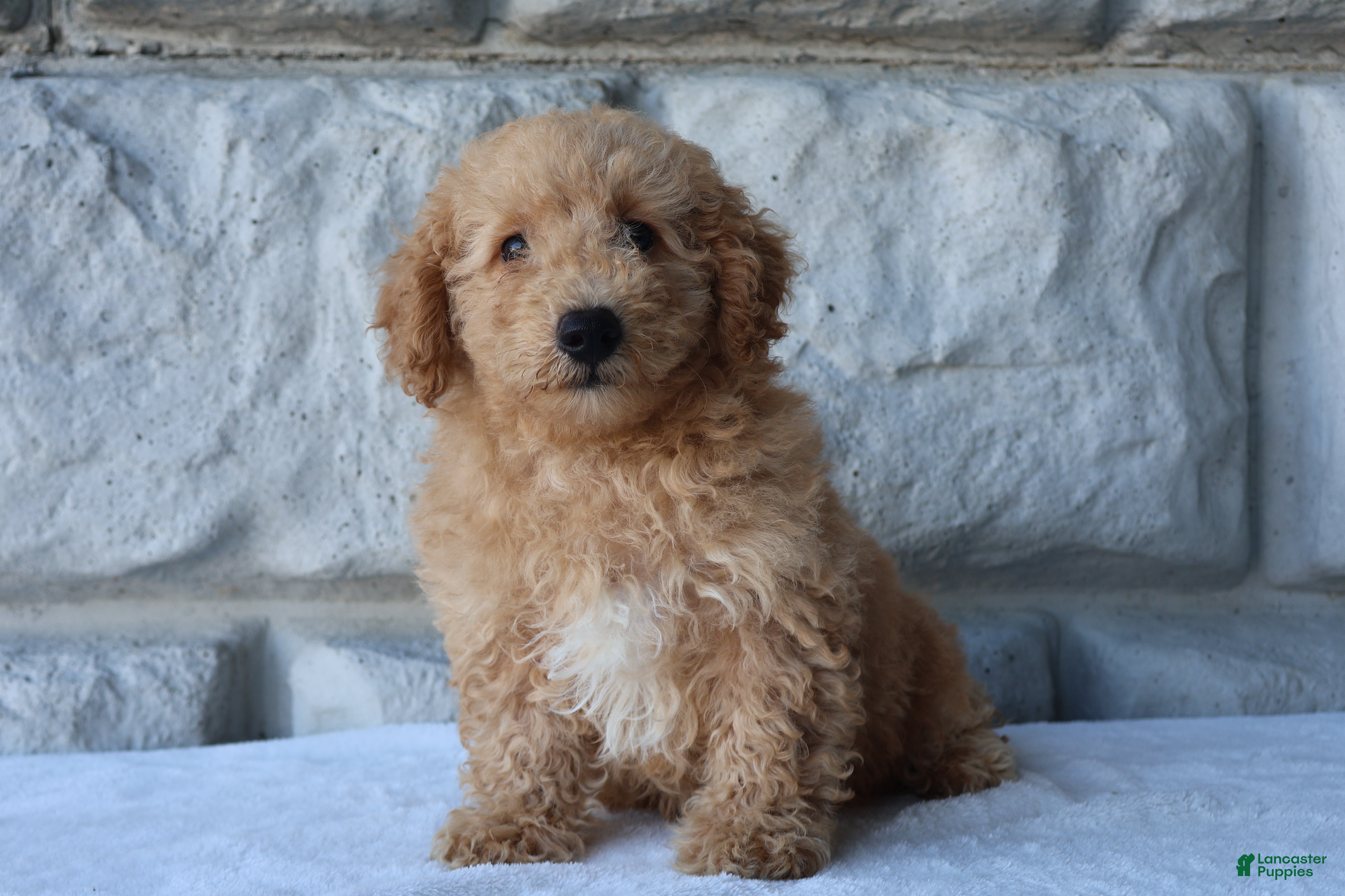 Bichpoo dogs Milo - Ad 2
