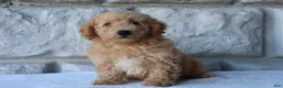 Bichpoo dogs for sale: Milo - Ad 2