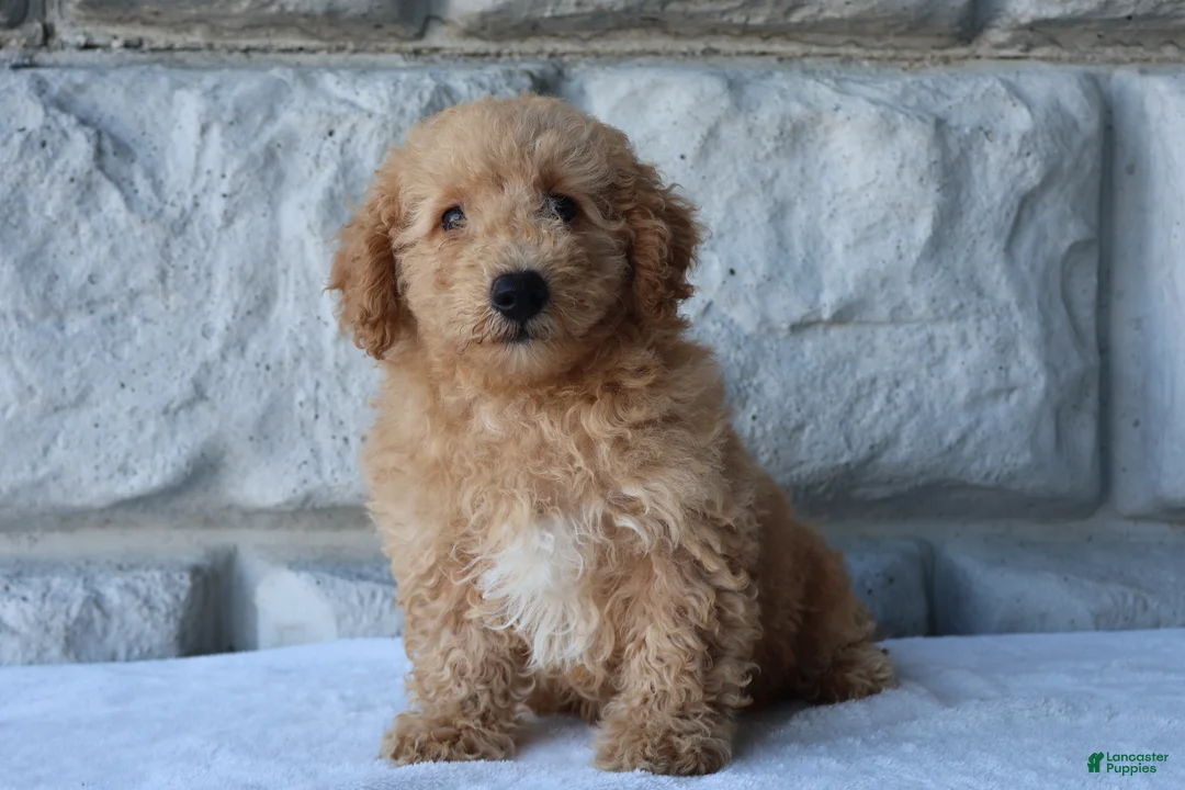 Bichpoo dogs for sale: Milo - Ad 2