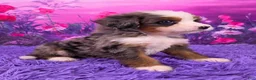 Mini Bernedoodle dogs for sale: Keegan - Ad 2