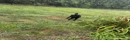 Jug dogs for sale: Milo - Ad 1