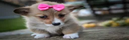 Welsh Corgi Pembroke dogs for sale: Shelby🎀 - Ad 10