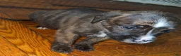 Mixed Breed dogs for sale: Mixed Breed 4 - Ad 3