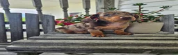 Dachshund dogs for sale: Buster - Ad 7