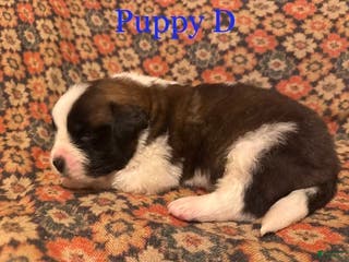 Saint Bernard dogs Saint Bernard Puppy 3 - Ad 4