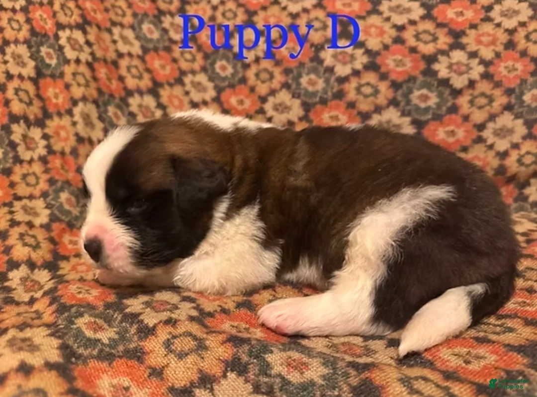 Saint Bernard dogs for sale: Saint Bernard Puppy 3 - Ad 1