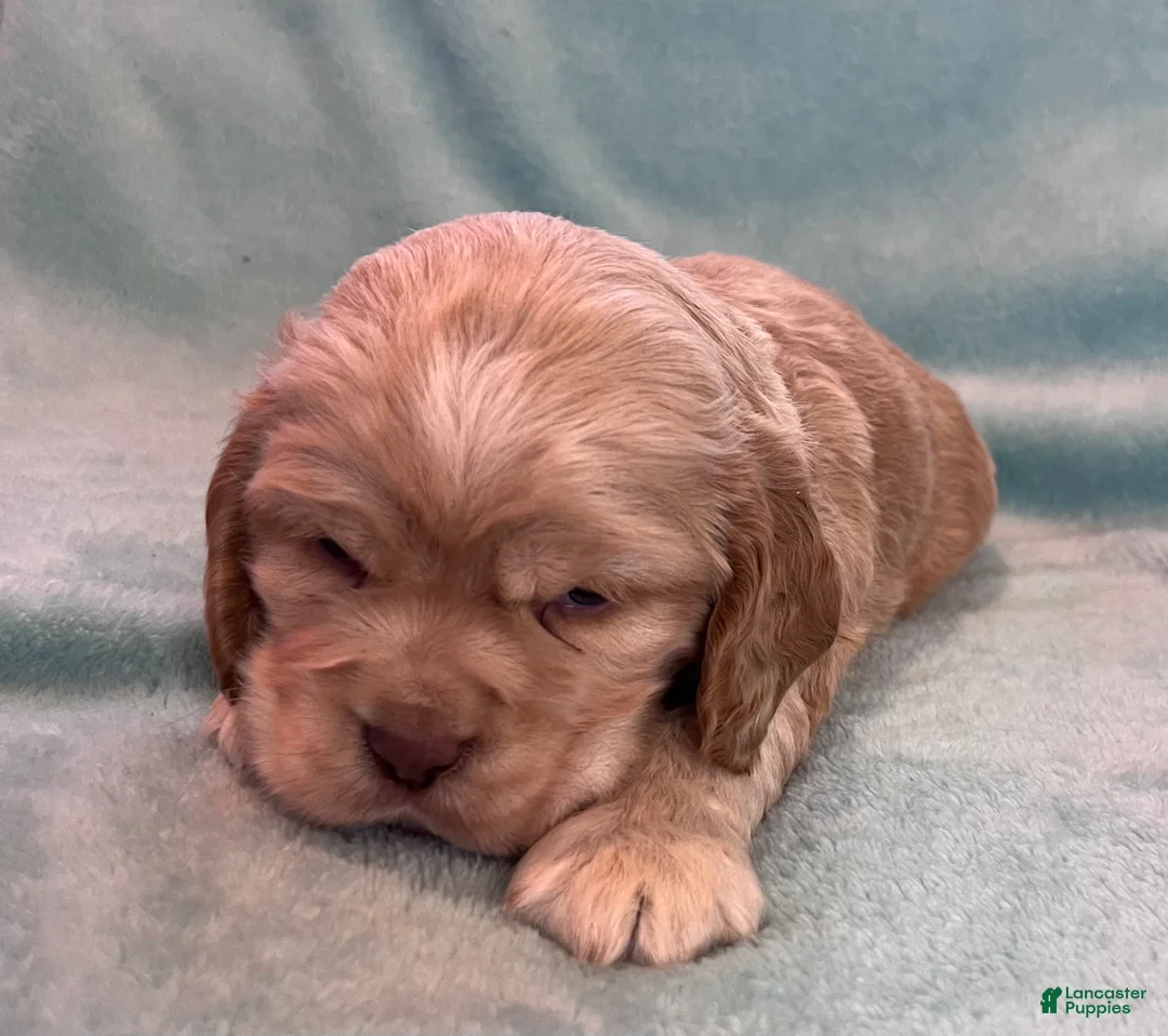 Cocker Spaniel dogs for sale: Buddy  - Ad 9