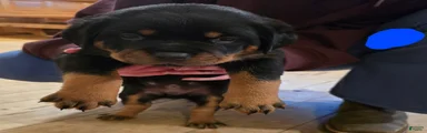 Rottweiler blue collar Puppy 