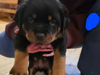 Rottweiler dogs Rottweiler blue collar Puppy - Ad 35