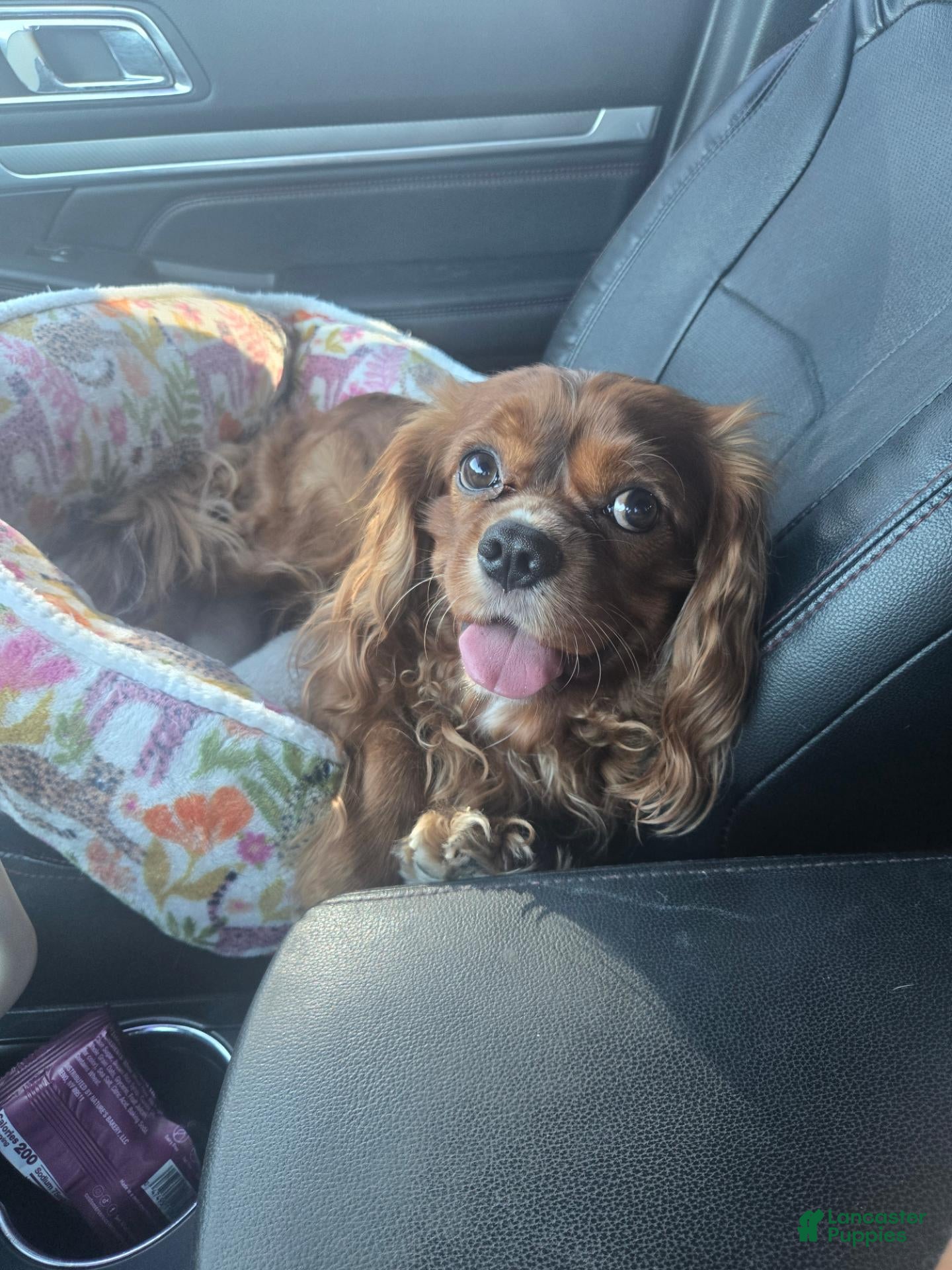 Cavalier King Charles Spaniel dogs CKCS Stud Arizona  - Ad 2