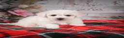Bichon Frise dogs for sale: AKC-Maisy - Ad 1