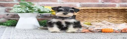 Miniature Schnauzer dogs for sale: Gus - Ad 6