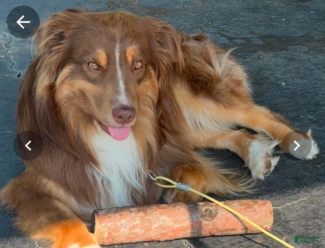 Rigby (RIGBY IX)