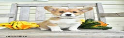 Welsh Corgi Pembroke dogs for sale: Evie - Ad 1