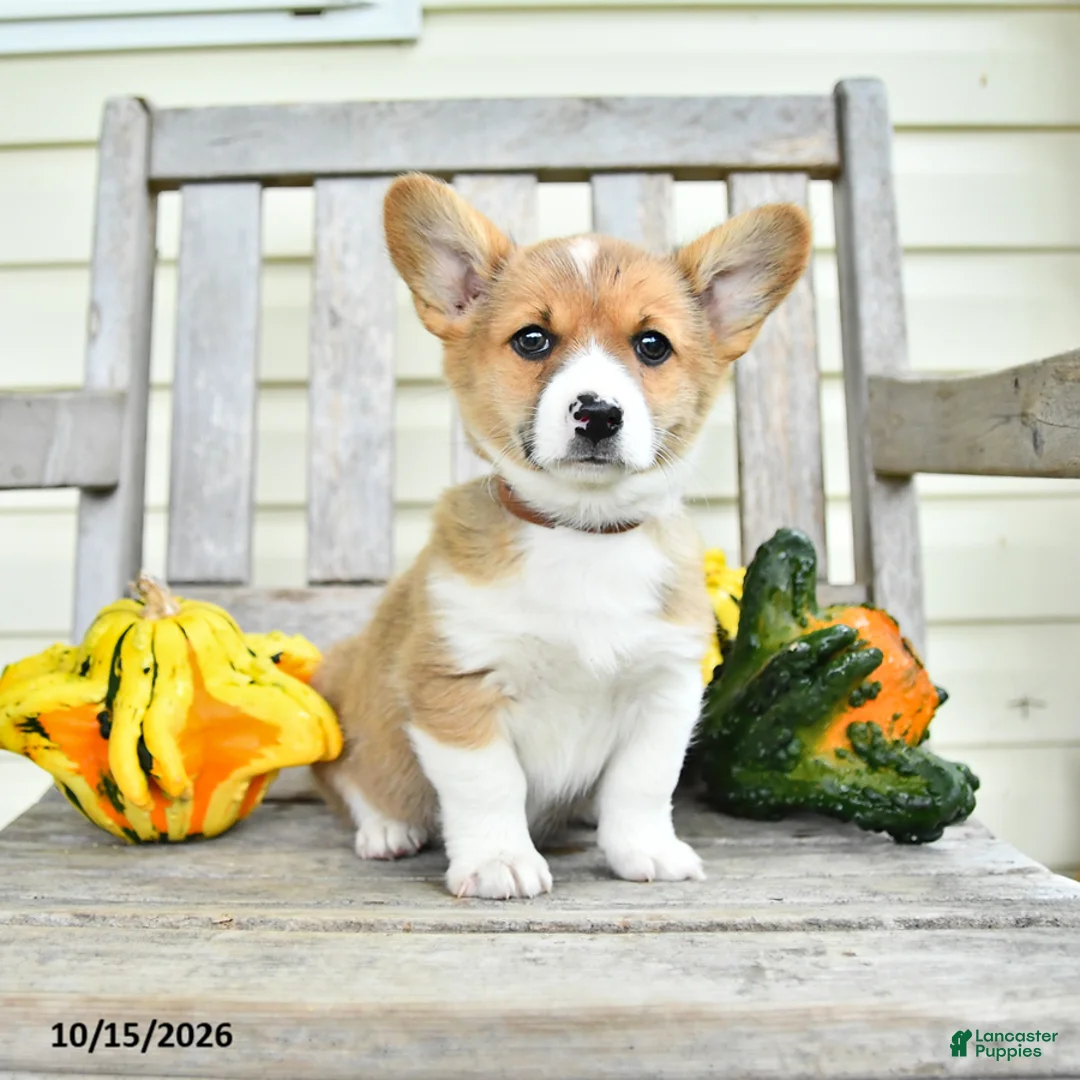 Welsh Corgi Pembroke dogs for sale: Evie - Ad 1