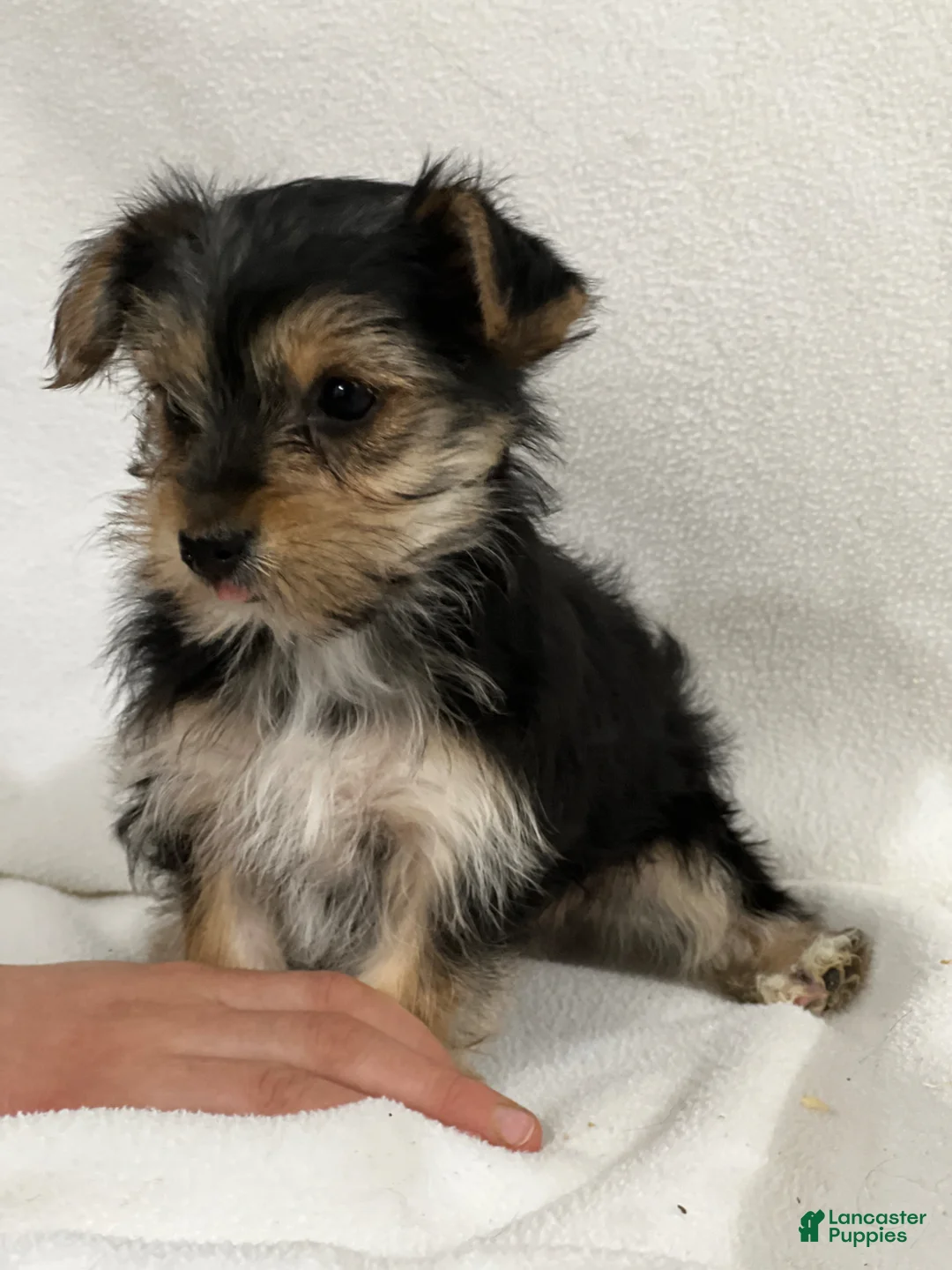 Yorkshire Terrier dogs for sale: Brianna - Ad 2