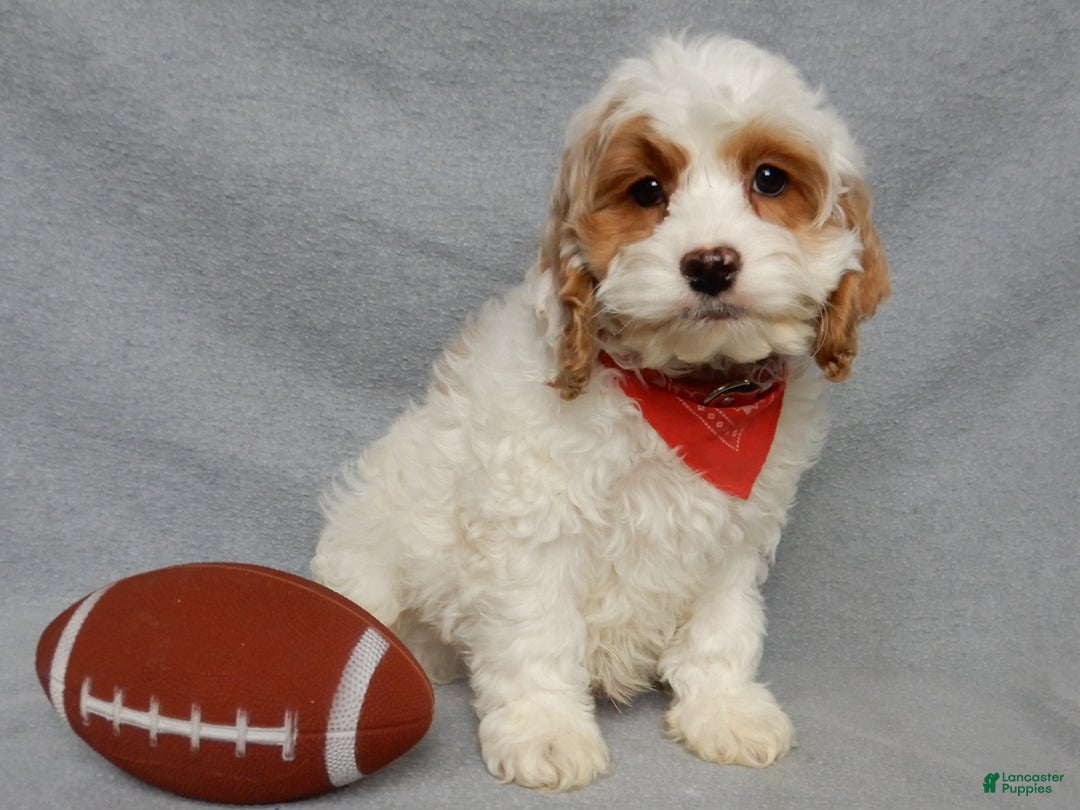 Cockapoo dogs for sale: Teddy - Ad 3