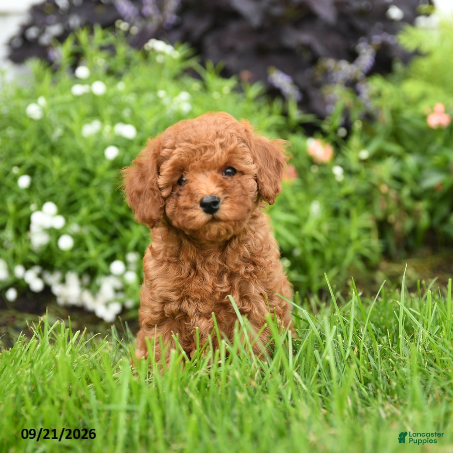Toy Poodle dogs Crackle - Ad 1