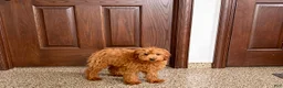 Cavapoo dogs for sale: Cavapoo male Puppy 3 - Ad 2