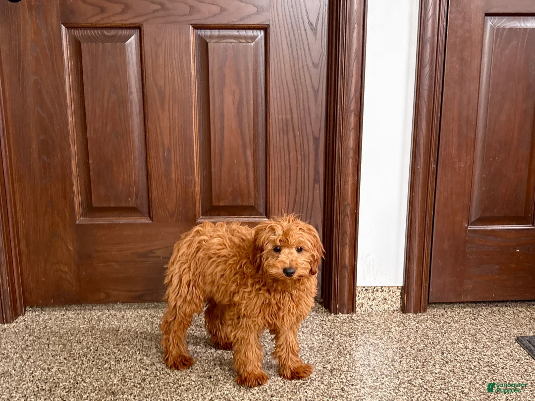 Cavapoo dogs for sale: Cavapoo male Puppy 3 - Ad 2