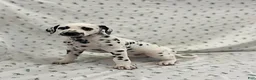 Dalmatian dogs for sale: Dana - Ad 3