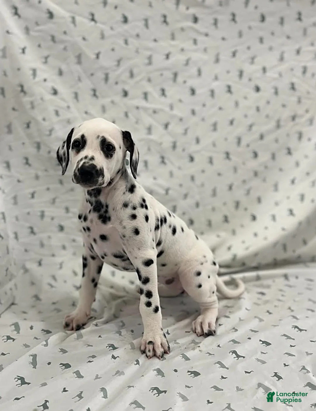 Dalmatian dogs for sale: Dana - Ad 3