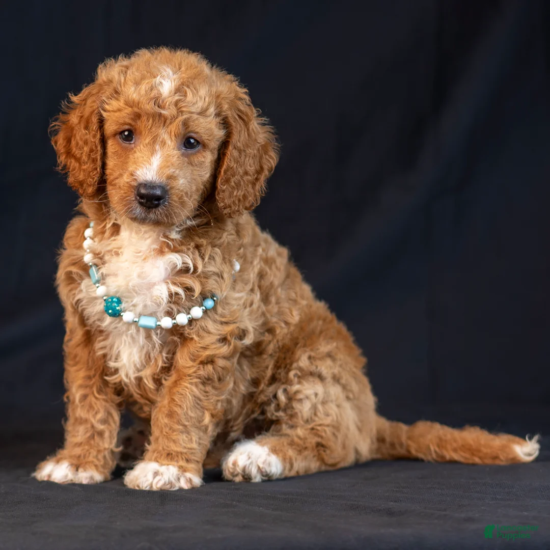 Mini Goldendoodle dogs for sale: Mira - Ad 2