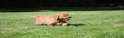 Golden Retriever dogs for sale: Winnie - Ad 4