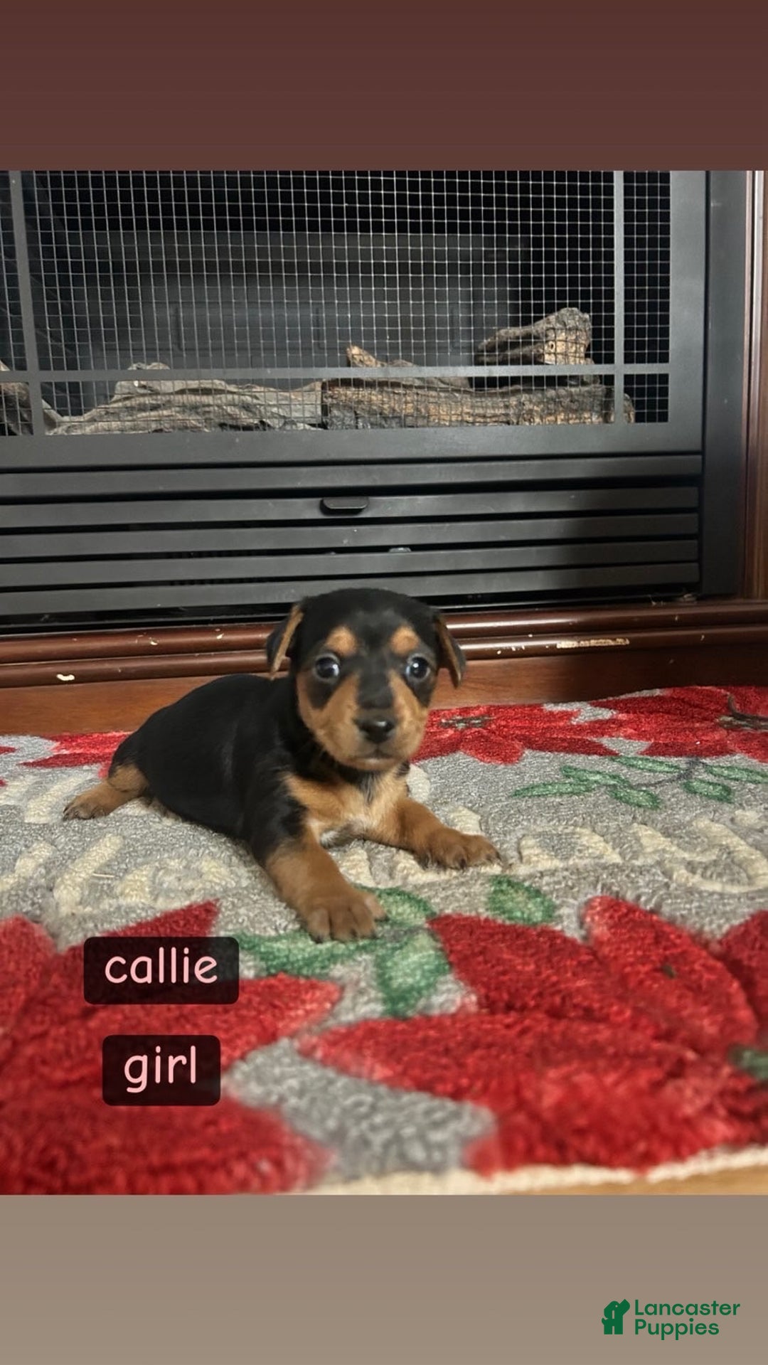 Mixed Breed dogs for sale: Callie - Ad 1