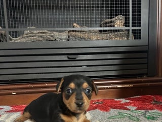 Mixed Breed dogs for sale: Callie - Ad 2