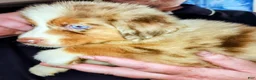 Australian Shepherd dogs for sale: 1 Chrissy - Ad 5