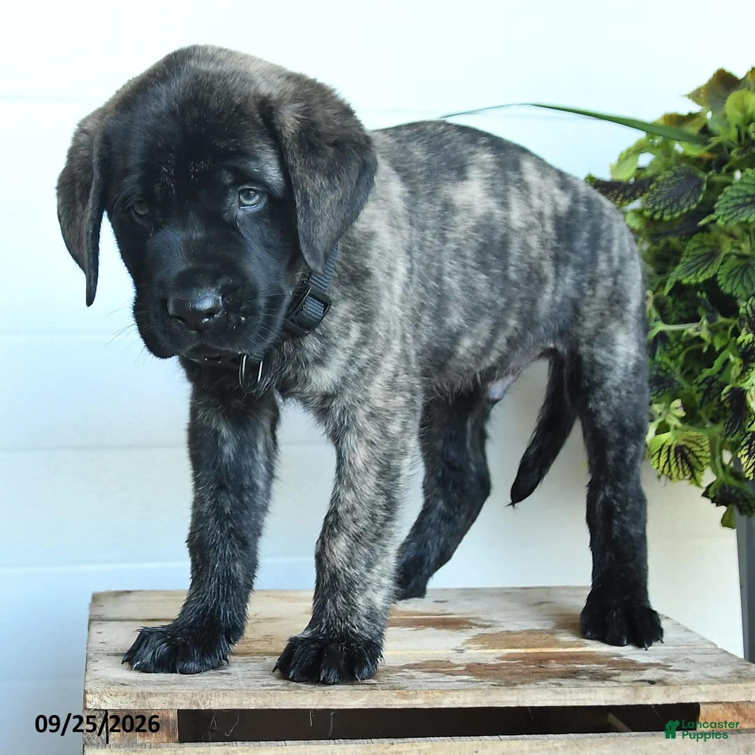 English Mastiff dogs for sale: Gilbert - Ad 2