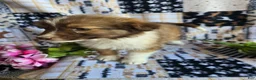 Mixed Breed dogs for sale: Mixed Breed 1 - Ad 5