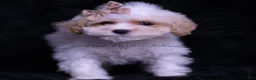 Maltipoo dogs for sale: JuJu - Ad 2