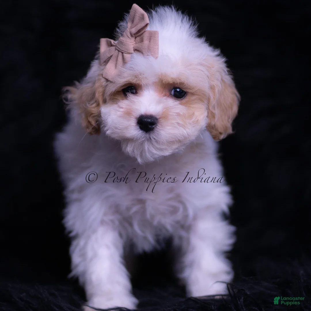 Maltipoo dogs for sale: JuJu - Ad 2