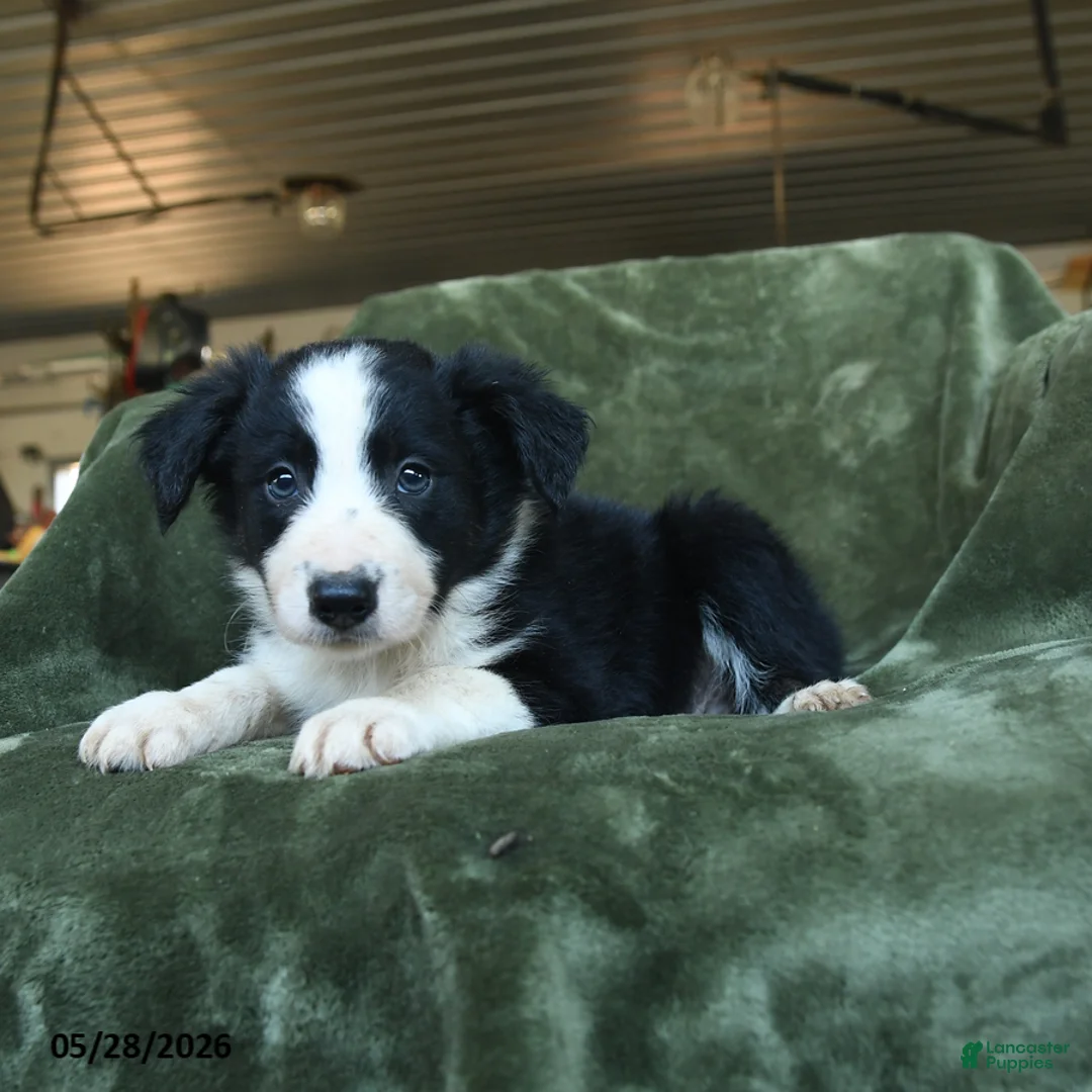 Border Collie dogs for sale: Archibald - Ad 3