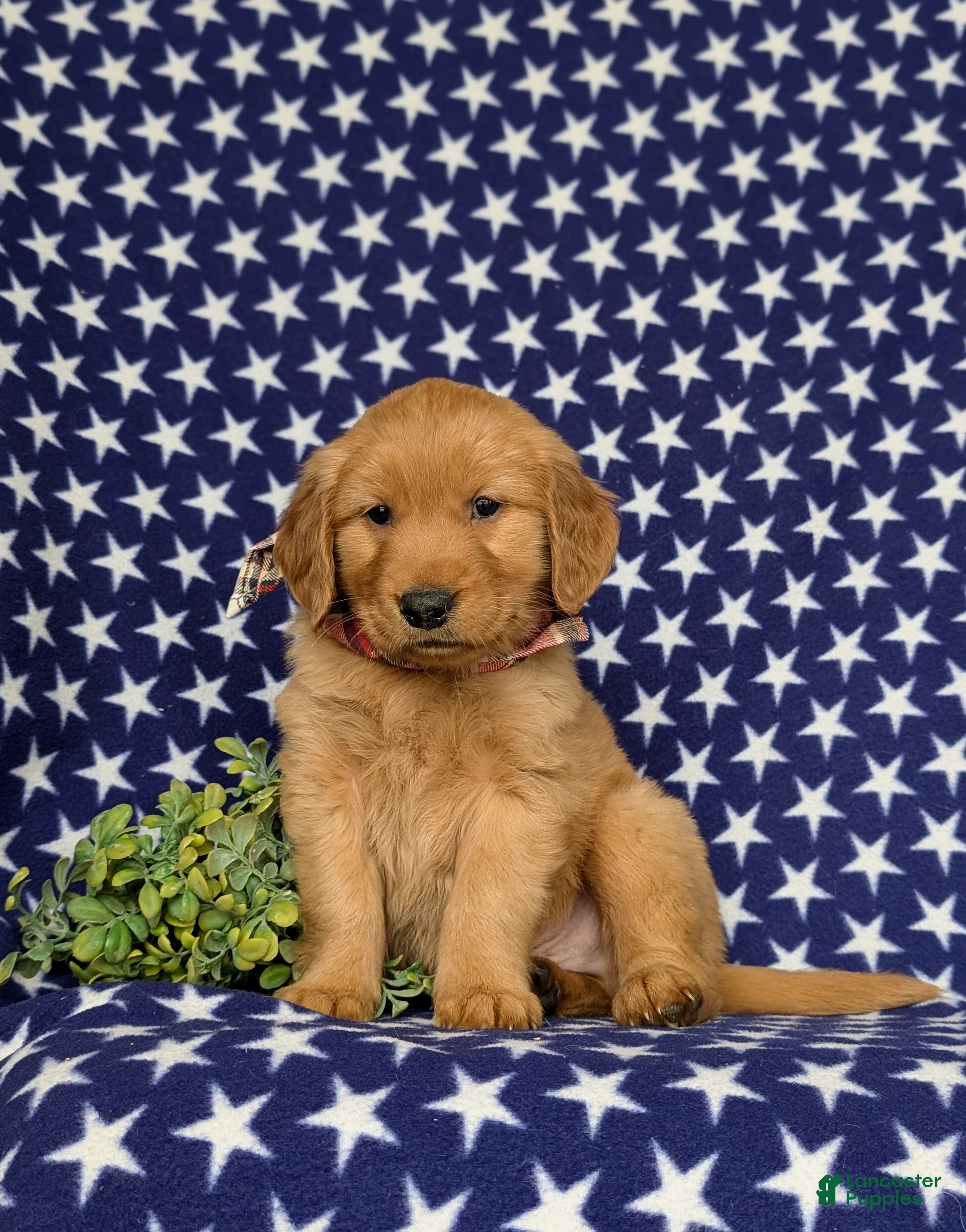 Golden Retriever dogs Mugsie AKC Registered - Ad 2