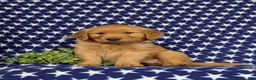 Golden Retriever dogs for sale: Mugsie AKC Registered - Ad 2