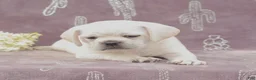Puggle dogs for sale: Rover - Ad 1