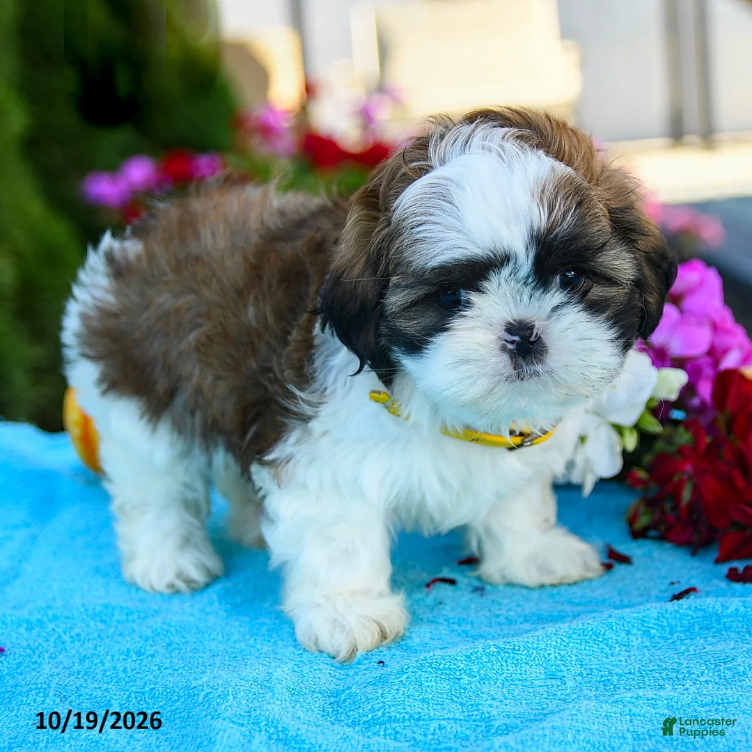Shih Tzu dogs for sale: Alexa - Ad 2