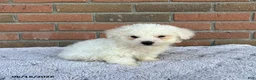 Bichon Frise dogs for sale: Abby - Ad 1