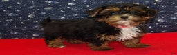 Shorkie dogs for sale: Juliet - Ad 2