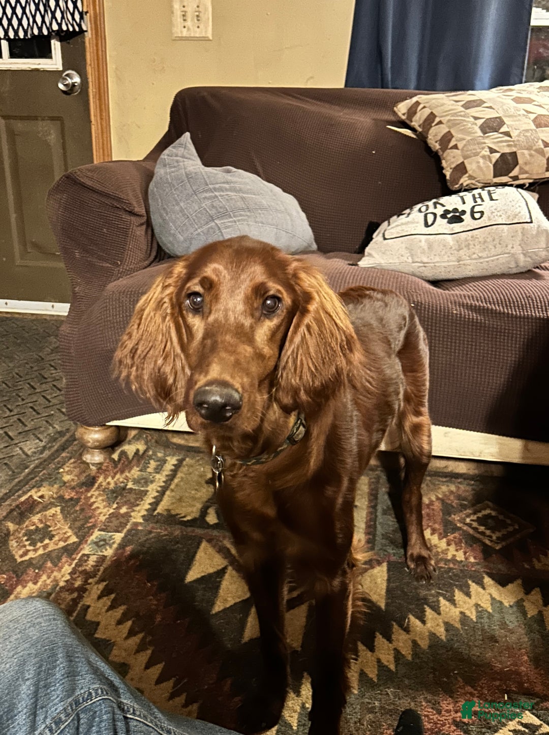 Irish Setter dogs for sale: Irish Setter Puppy 8 - Ad 2