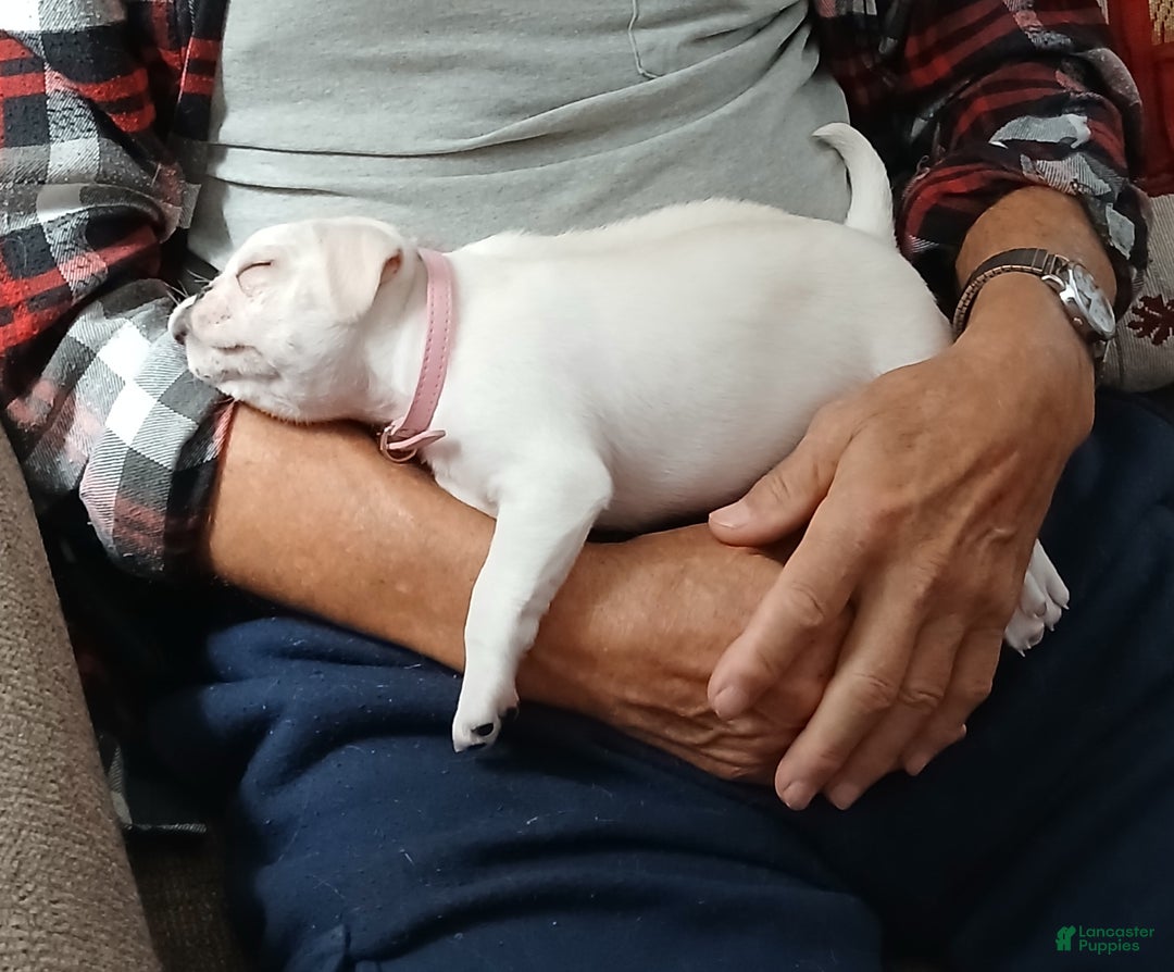 Pug dogs for sale: Layla - Ad 3