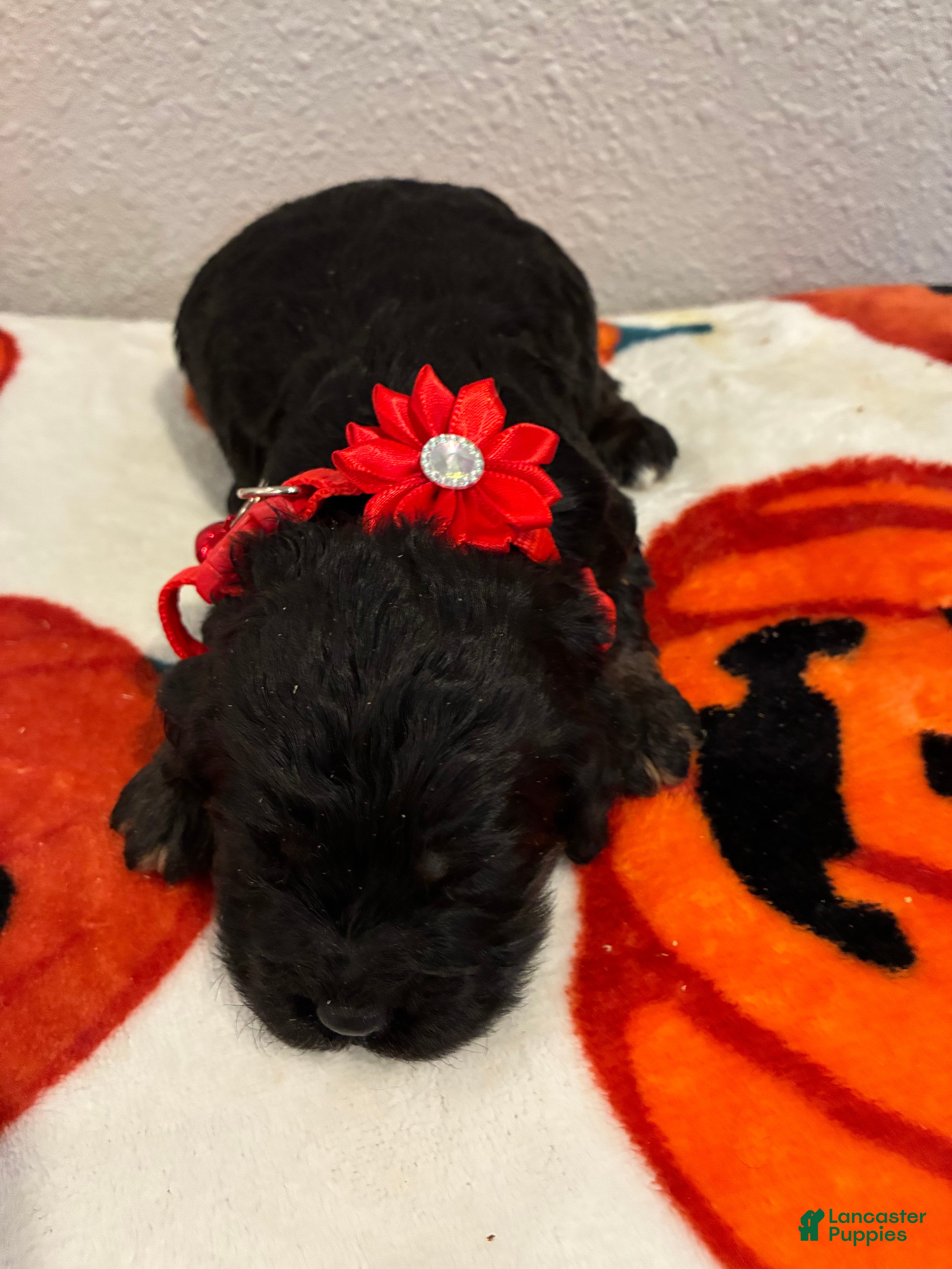 Cockapoo dogs Cockapoo 4 - Ad 1