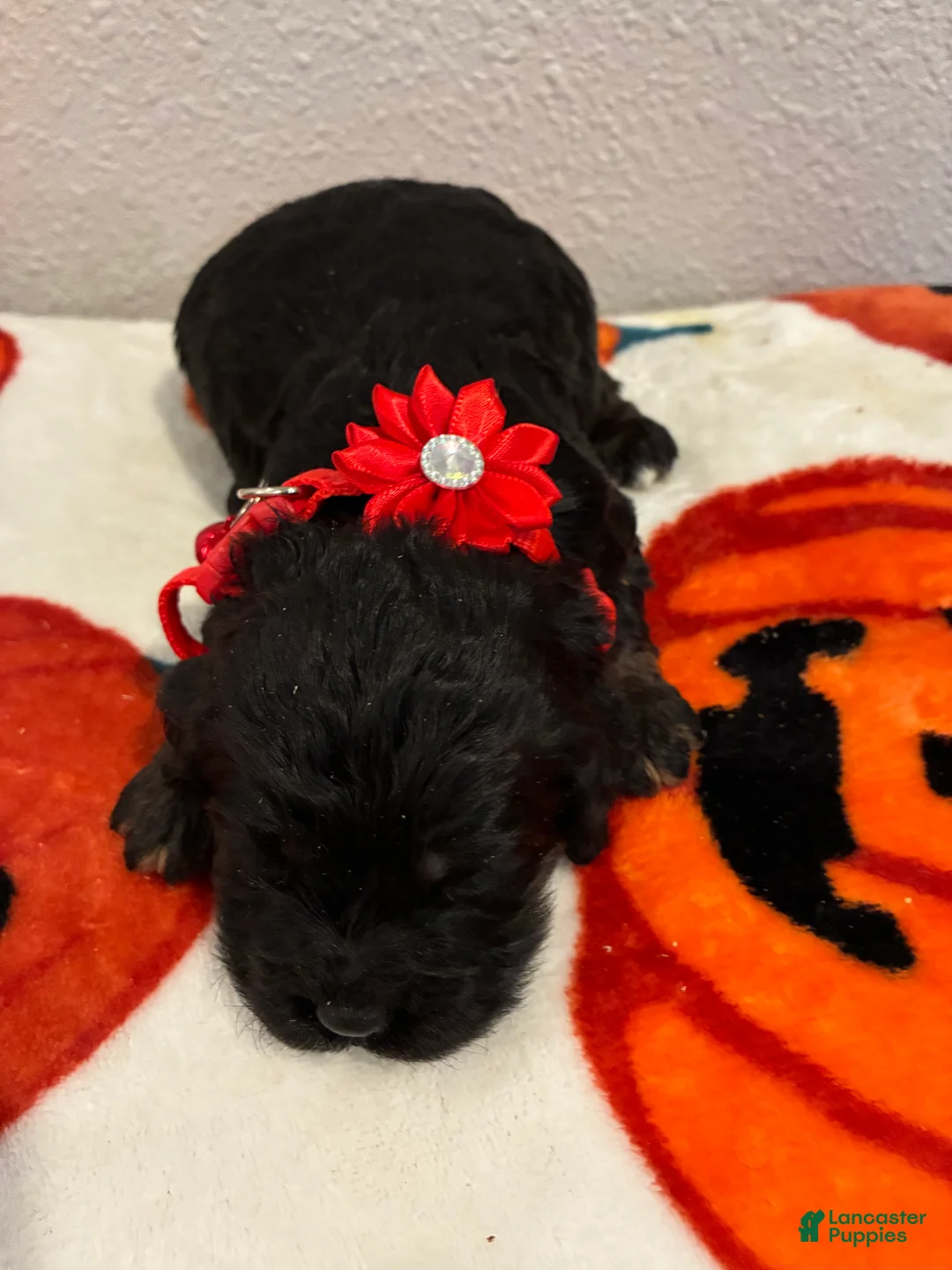 Cockapoo dogs for sale: Cockapoo 4 - Ad 1
