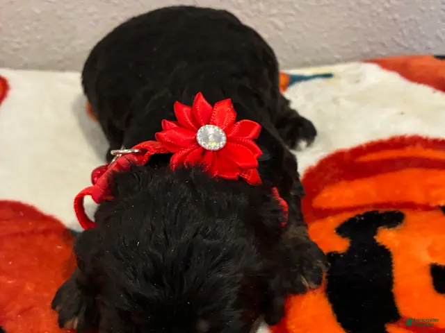 Cockapoo dogs Cockapoo 4 - Ad 1